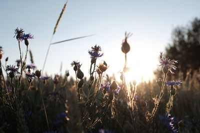 Close-up of thistle blooming on field against clear sky