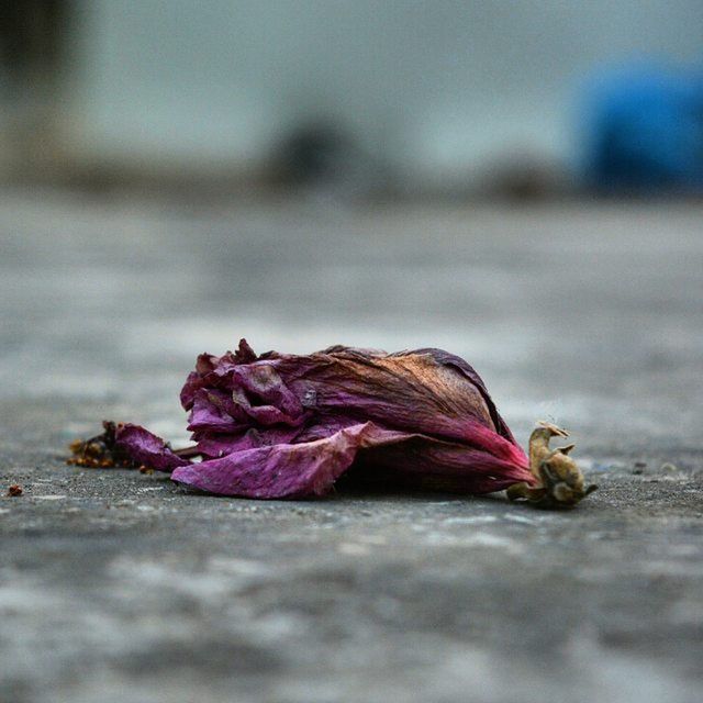 selective focus, close-up, focus on foreground, sand, dead animal, dry, surface level, beach, outdoors, no people, day, still life, street, fallen, wood - material, death, nature, messy, rope, ground