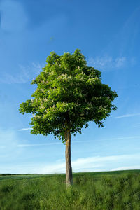 Tree on beach against clear blue sky