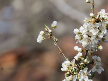 Close-up of white cherry blossom tree