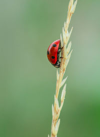 Close-up of ladybug on leaf