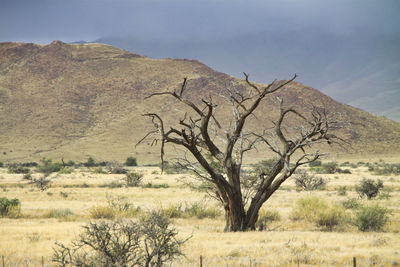 Bare tree on field against sky