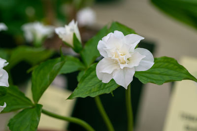 Trillium grandiflorum snowbunting blossoms in the garden in spring