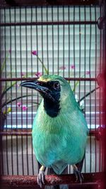 Close-up of bird perching in cage