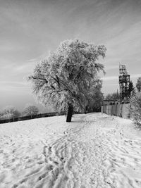 Trees on snow field against sky