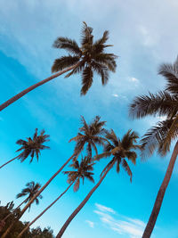 Low angle view of coconut palm tree against sky