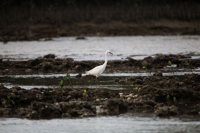 Bird on beach