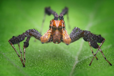 Close-up of spider