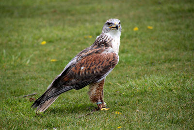 Close-up side view of bird on grass