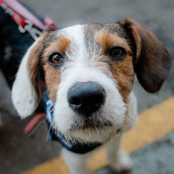 Close-up portrait of dog on road