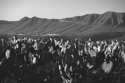 Cactus on land against clear sky