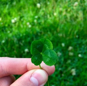 Cropped image of person holding leaves