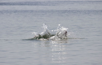 View of turtle swimming in sea