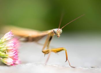 Close-up of insect on flower