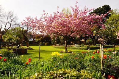 Flowers blooming on field
