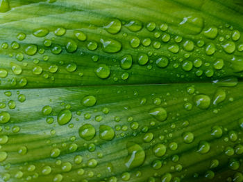Water droplets on leaves.