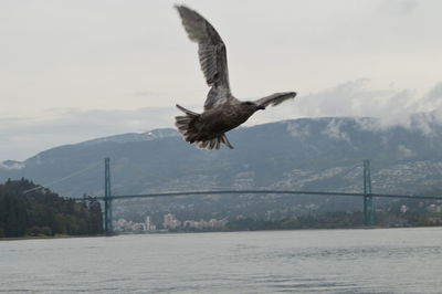 Seagull flying over sea