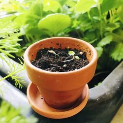 High angle view of drink on potted plant