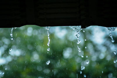 Close-up of water drops on rainy season