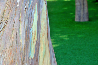 Close-up of tree trunk