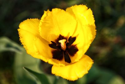 Close-up of yellow flower