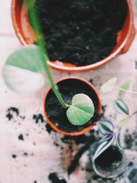 High angle view of potted plant