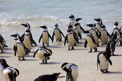 Flock of birds on beach