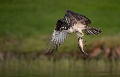 Bird flying over a blurred background