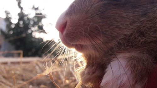 Close-up of cat