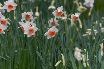 Close-up of flowering plants on field