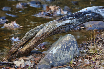 Close-up of driftwood on field by lake