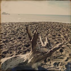 Driftwood on sand at beach against sky