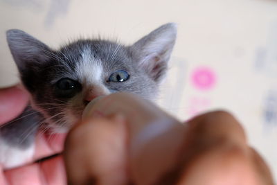 Close-up portrait of kitten on hand at home