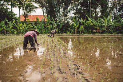 People planting rice