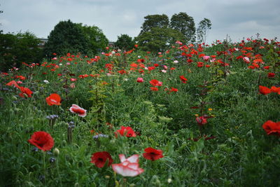 Red poppies blooming on field against sky