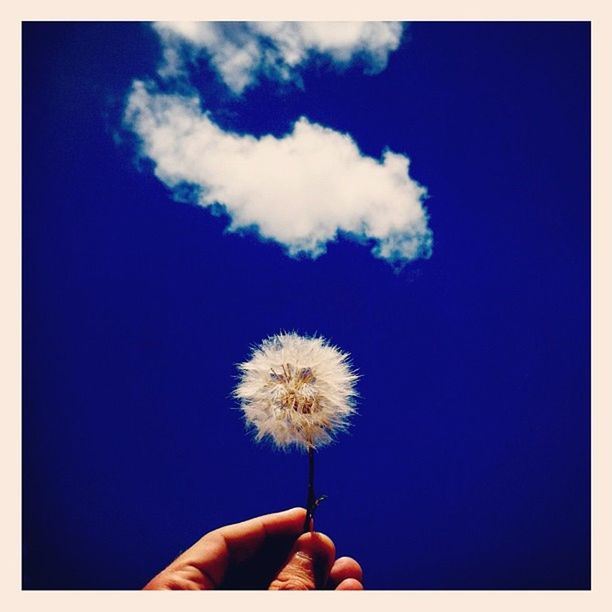 person, holding, flower, dandelion, part of, fragility, human finger, flower head, cropped, personal perspective, unrecognizable person, freshness, blue, close-up, sky, single flower, copy space