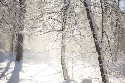 Bare trees in forest during winter