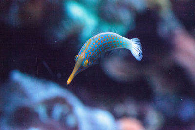 Close-up of fish swimming in tank at aquarium