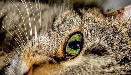 Portrait of cat