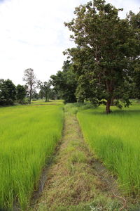 Scenic view of field against sky