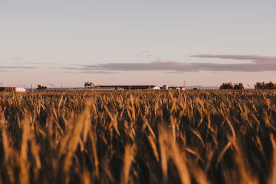 Scenic view of wheat field against sky during sunset