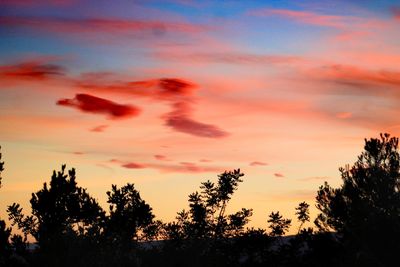 Low angle view of silhouette trees against orange sky