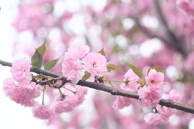 Close-up of pink cherry blossom tree