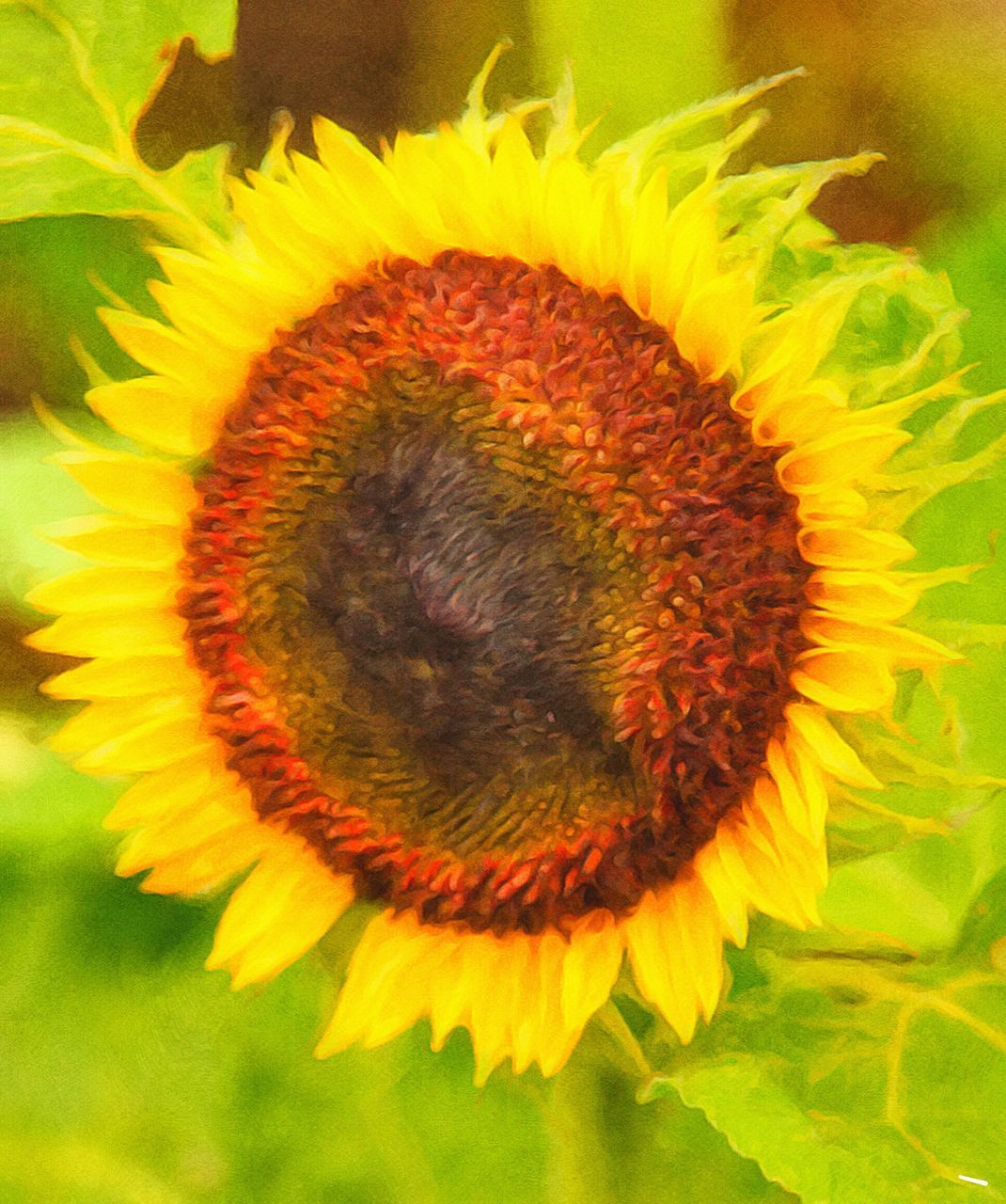 flower, beauty in nature, petal, fragility, flower head, freshness, sunflower, nature, close-up, growth, plant, no people, yellow, pollen, blooming, outdoors, day