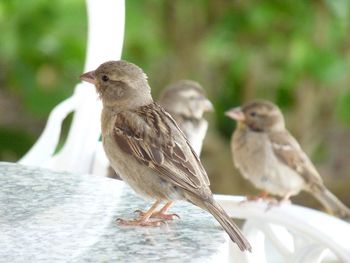Close-up of bird perching outdoors
