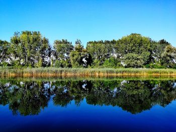 Reflection of trees in lake against clear blue sky