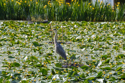 High angle view of gray heron