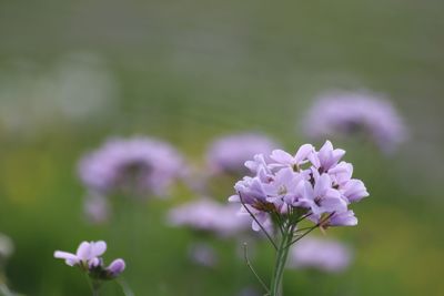 Close-up of purple flowering plant