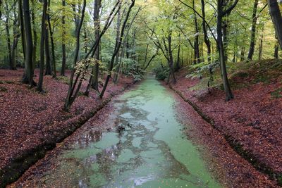 Dirt road amidst trees in forest