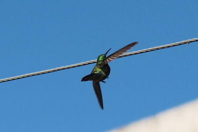 Low angle view of insect on blue against clear sky